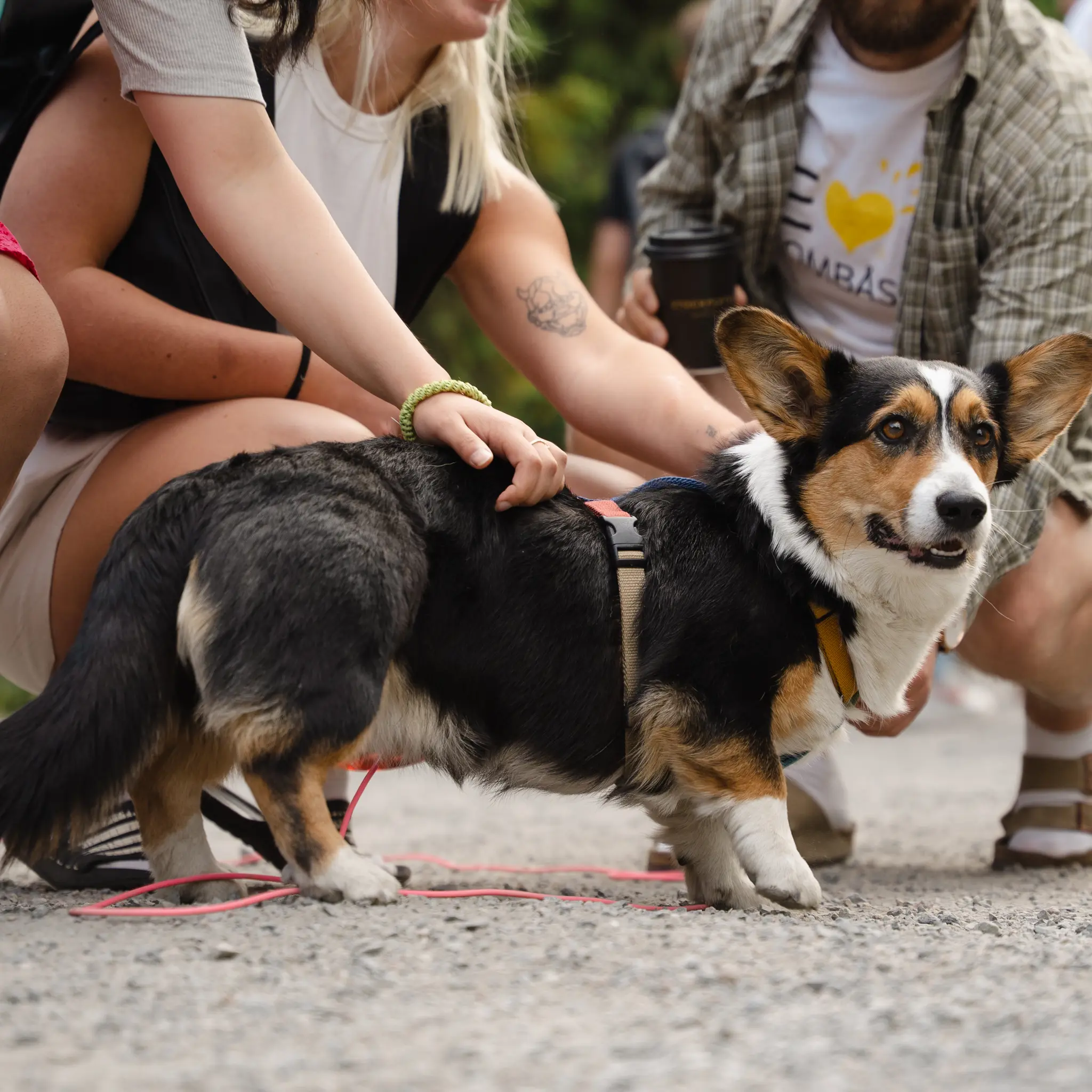 Folk klapper en hund