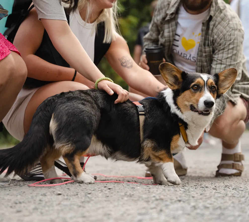 Folk klapper en hund