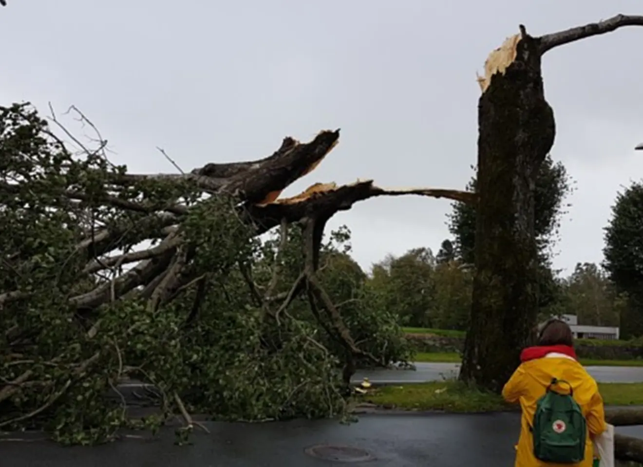 Et stort tre som er ødelagt på grunn av en storm