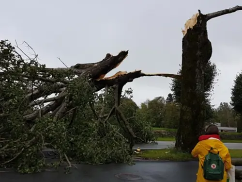 Et stort tre som er ødelagt på grunn av en storm