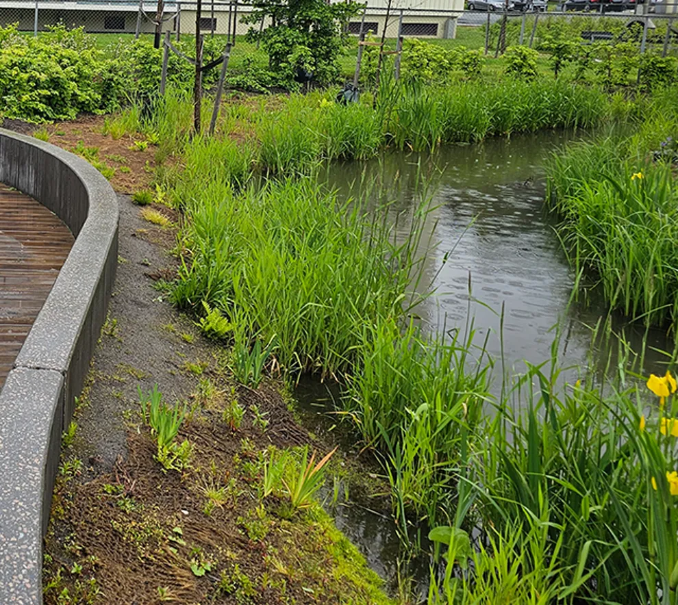 Bilde av elv i skårerparken