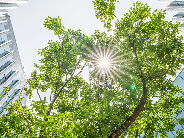 sol lyser gjennom et tre omgitt av moderne bygninger