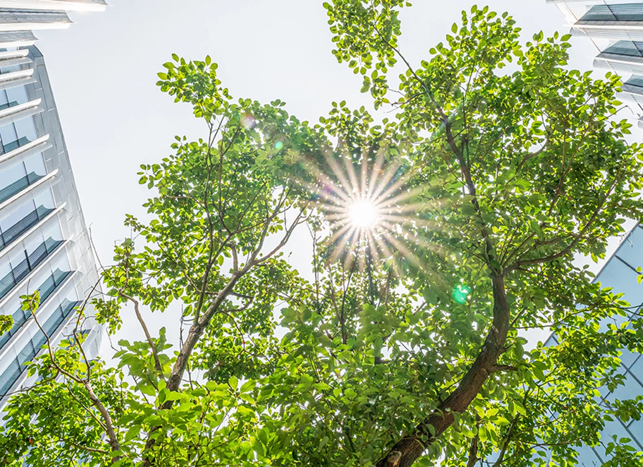 sol lyser gjennom et tre omgitt av moderne bygninger