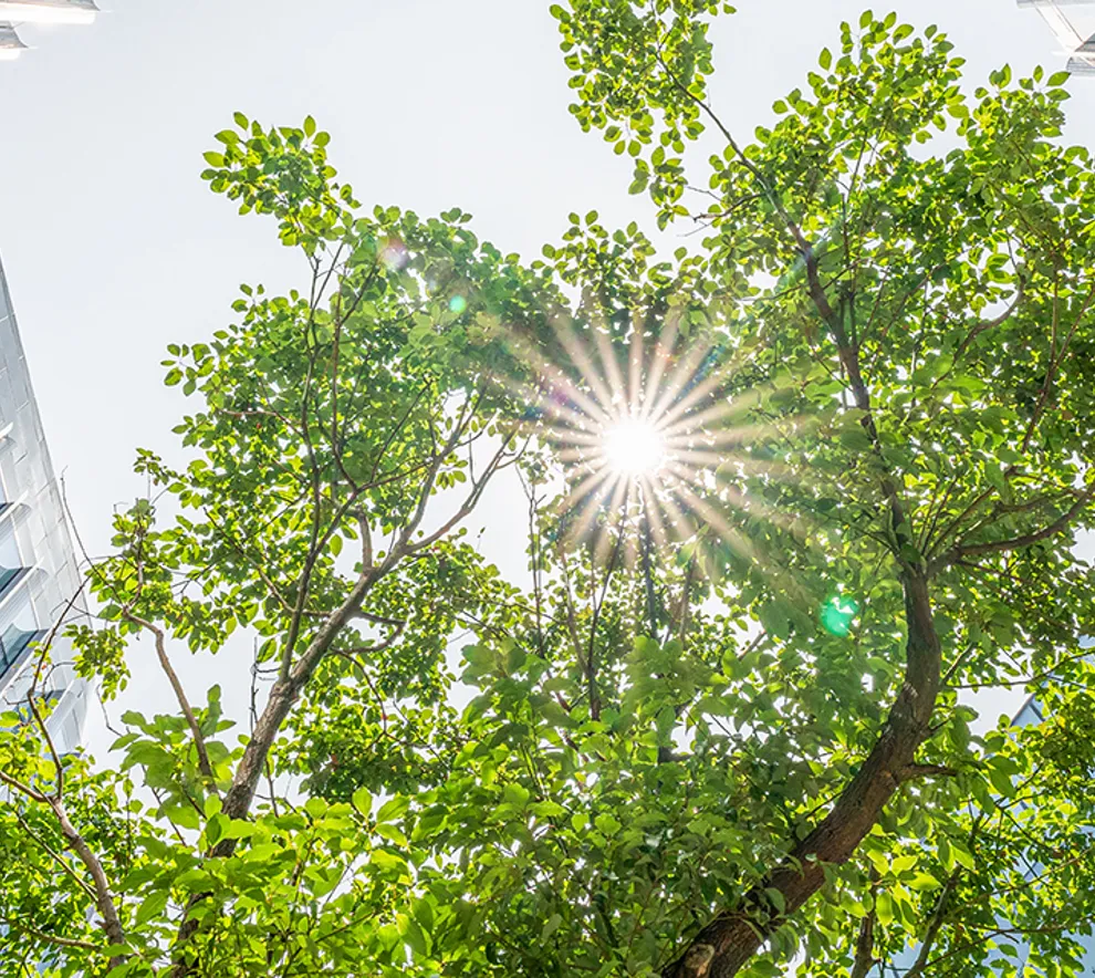 sol lyser gjennom et tre omgitt av moderne bygninger