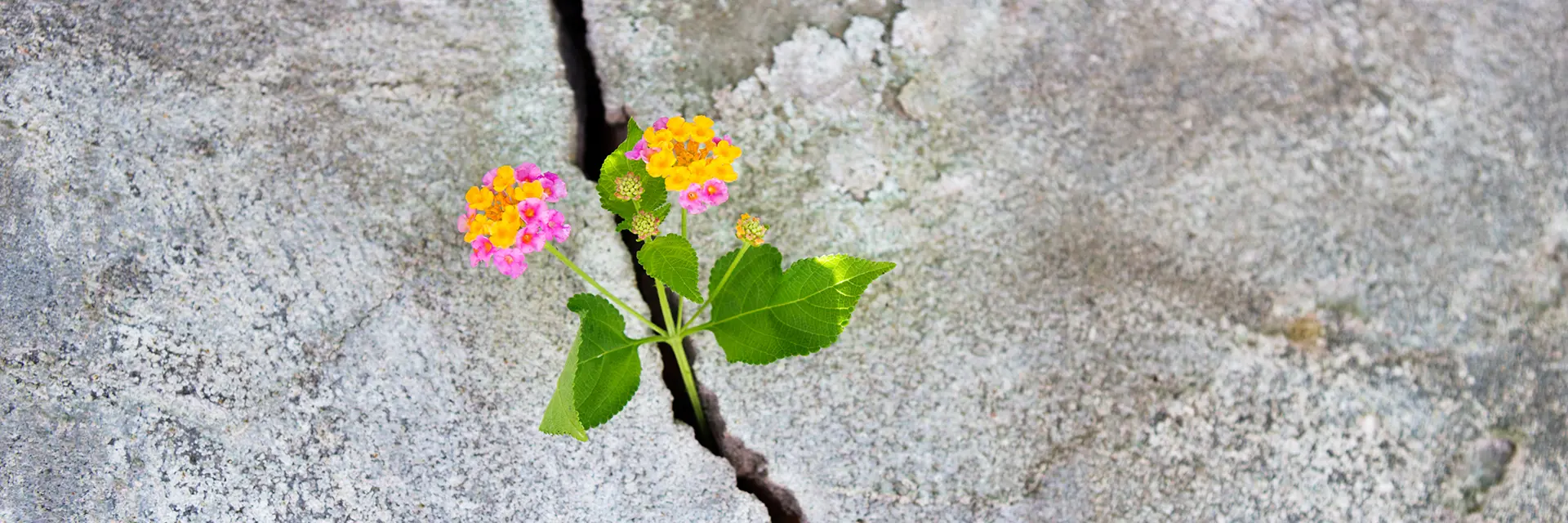 Vårblomst som har vokst opp igjennom en sprekk i betongen