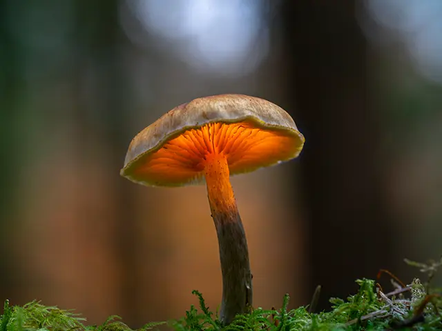 Uplukket sopp ute i naturen