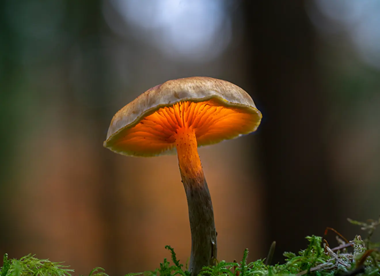 Uplukket sopp ute i naturen