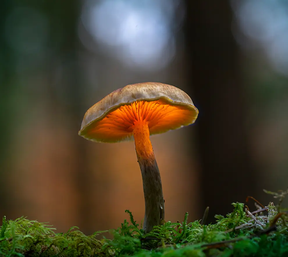 Uplukket sopp ute i naturen