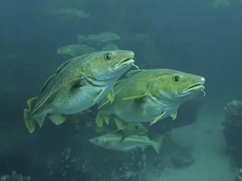 To fisk som svømmer tett sammen