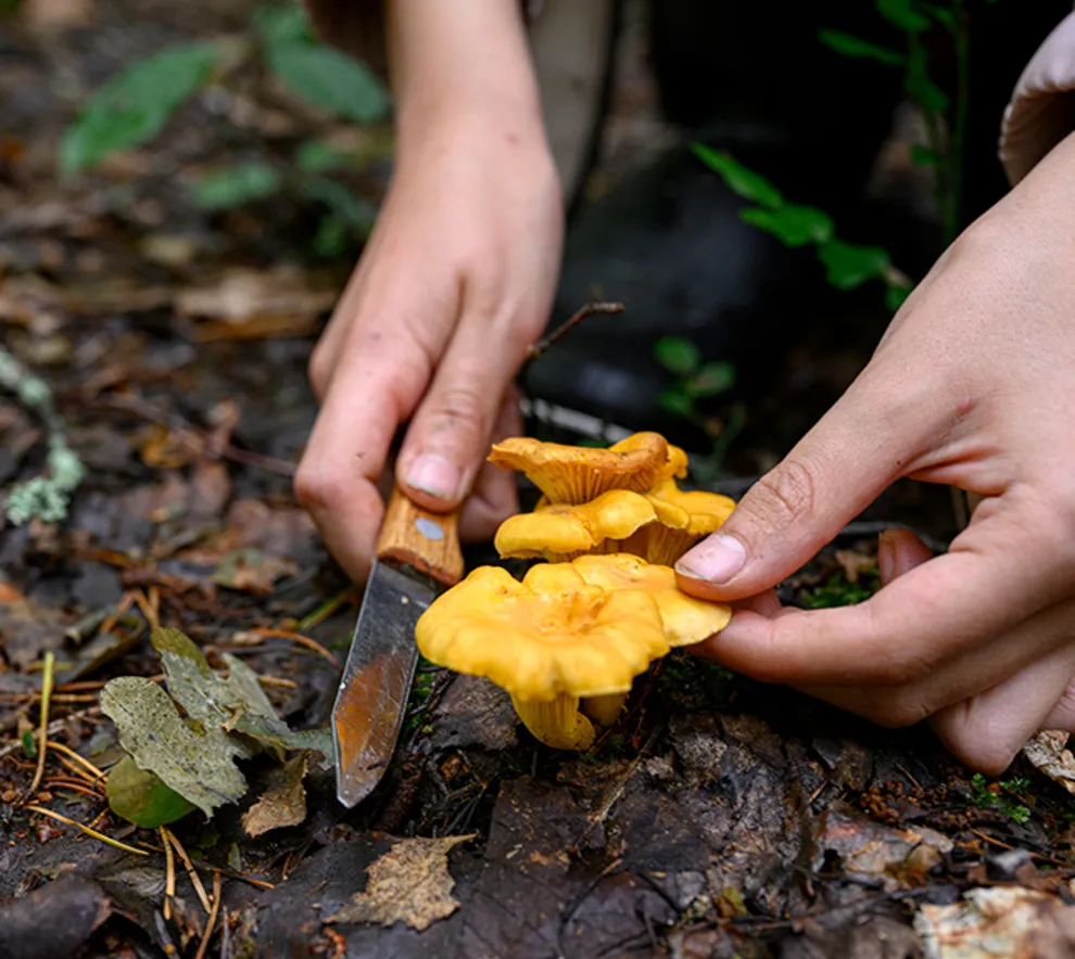 Person som sanker sopp