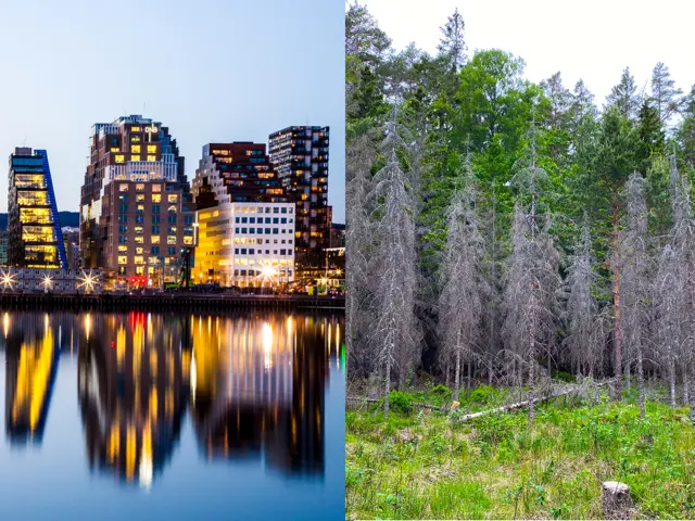 Delt bilde av kontorbygg og et av tørre trær