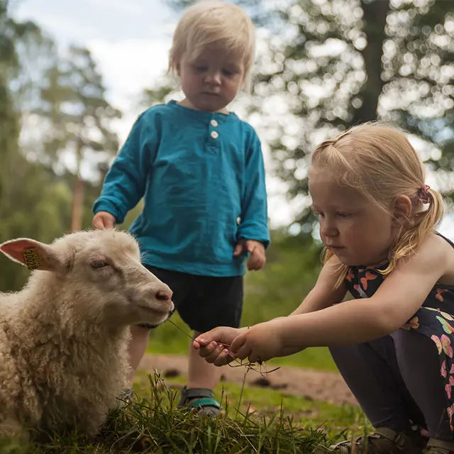 En gutt og en jente som mater en sau
