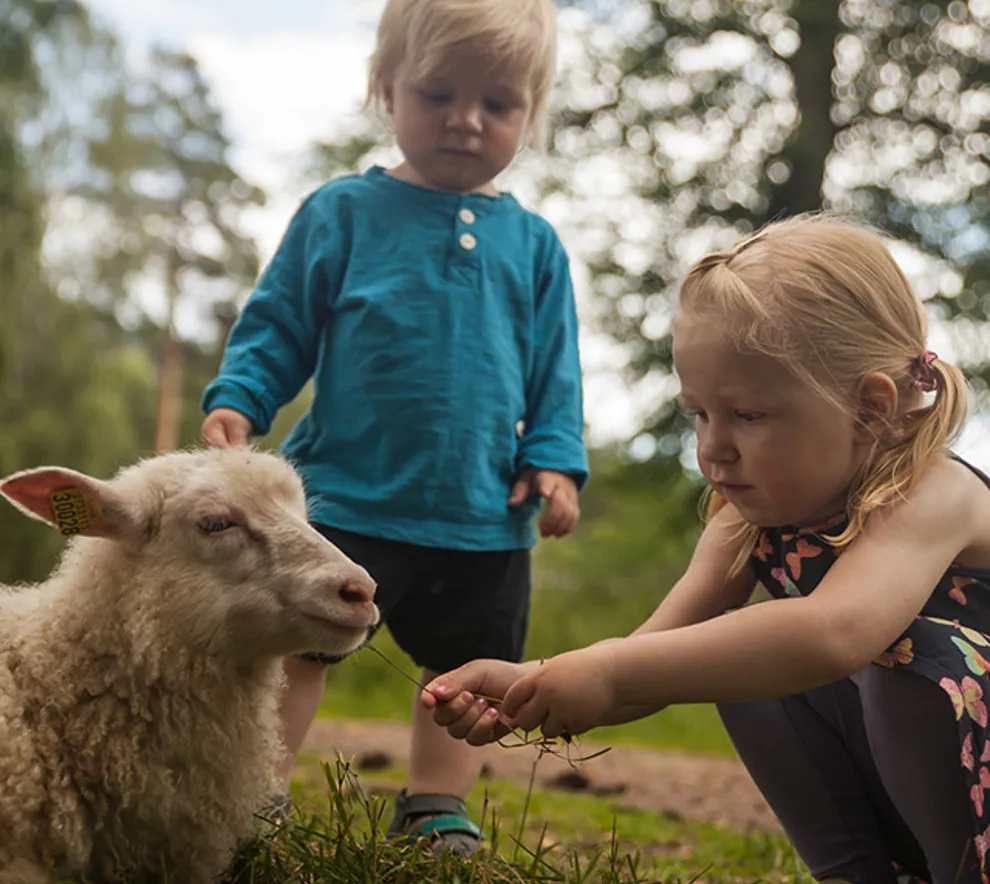 En gutt og en jente som mater en sau