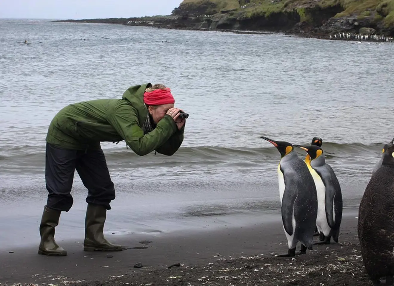 Kvinne fotograferer pingviner
