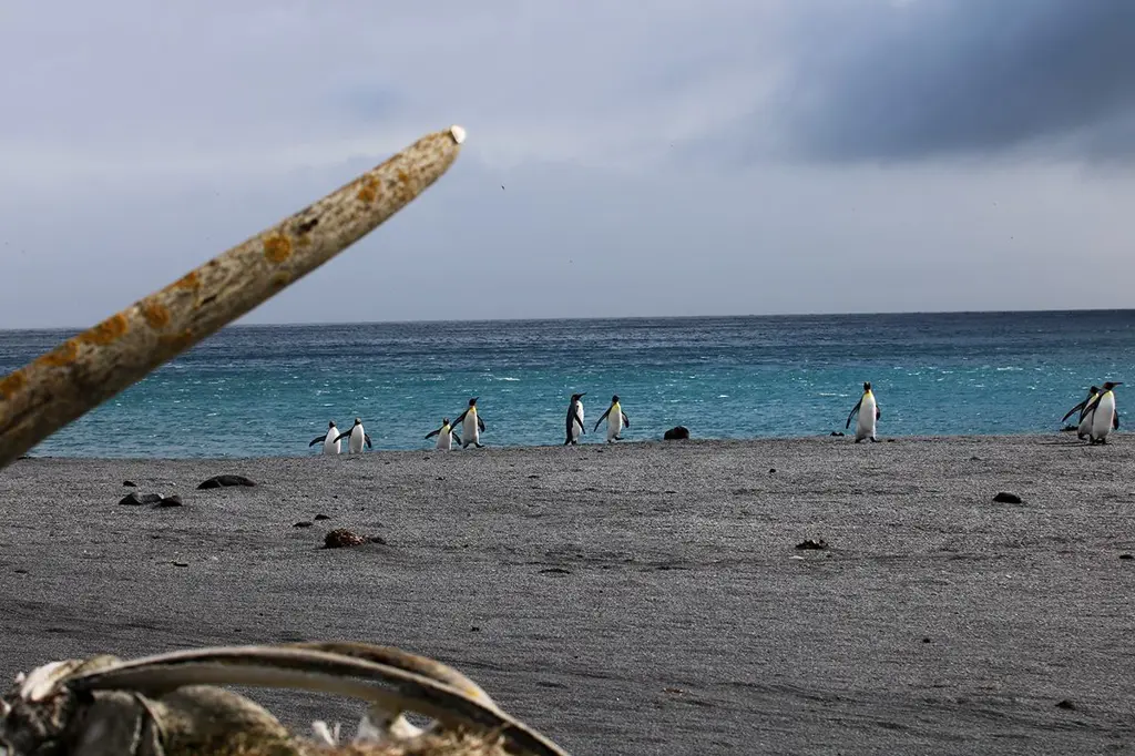 Pingviner på en strand