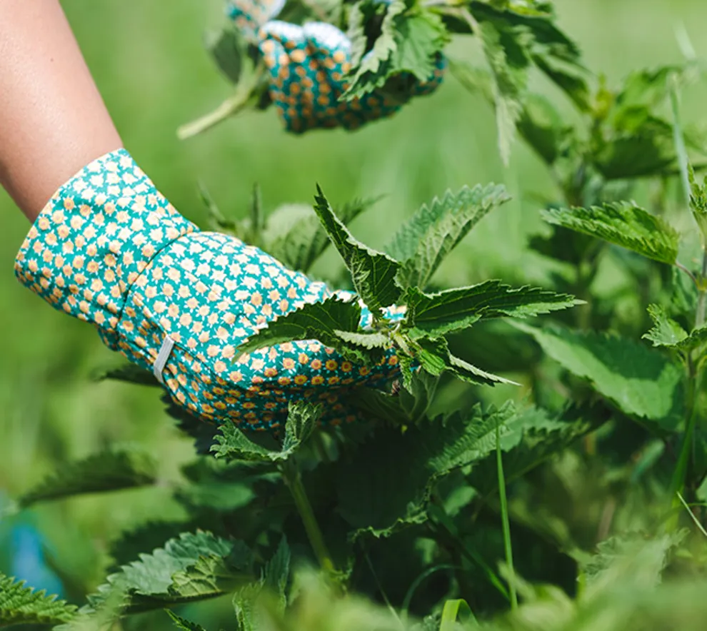 Person som sanker planter