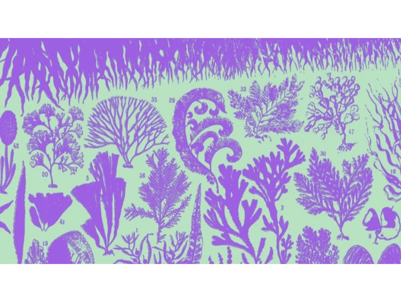 Tegninger av alger i grønn og lila farger