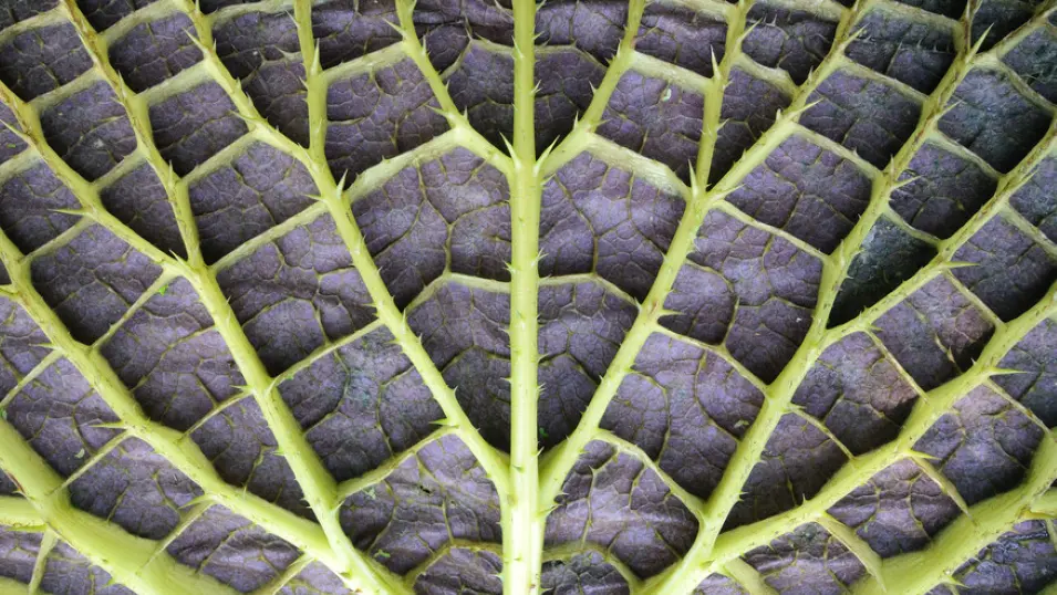 Nærbilde av et blad