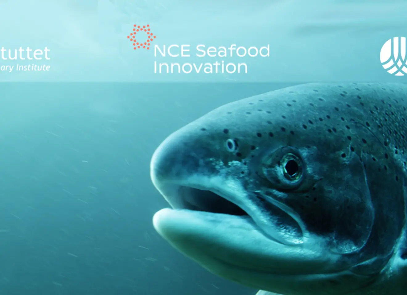 Svømmende fisk med Tekna, NCE Seafood Innovation logo