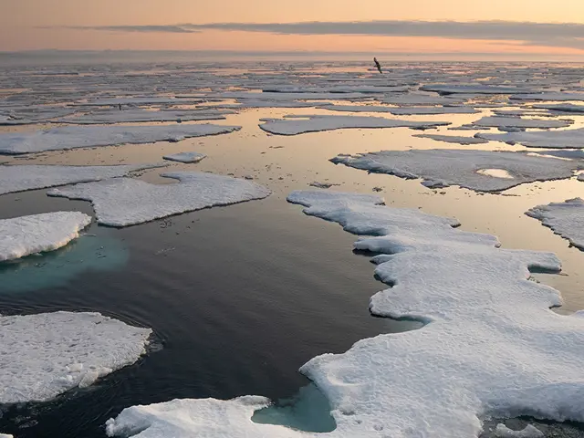 Isplater som svømmer i havet