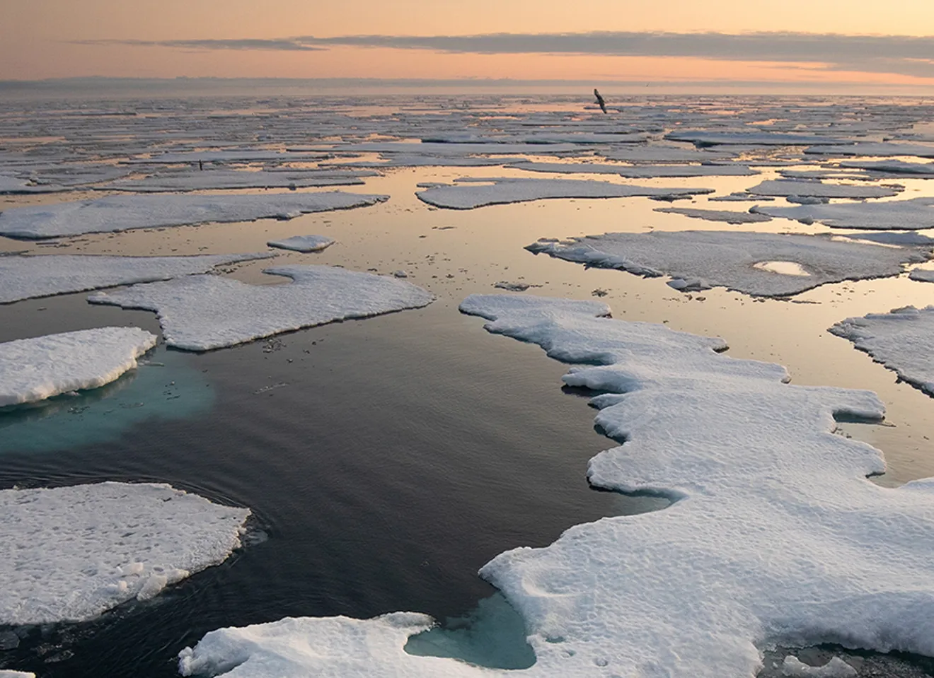Isplater som svømmer i havet