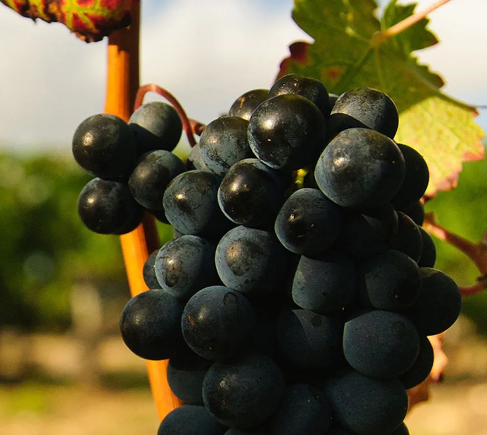 Bordeaux-druer på vinranke i Frankrike