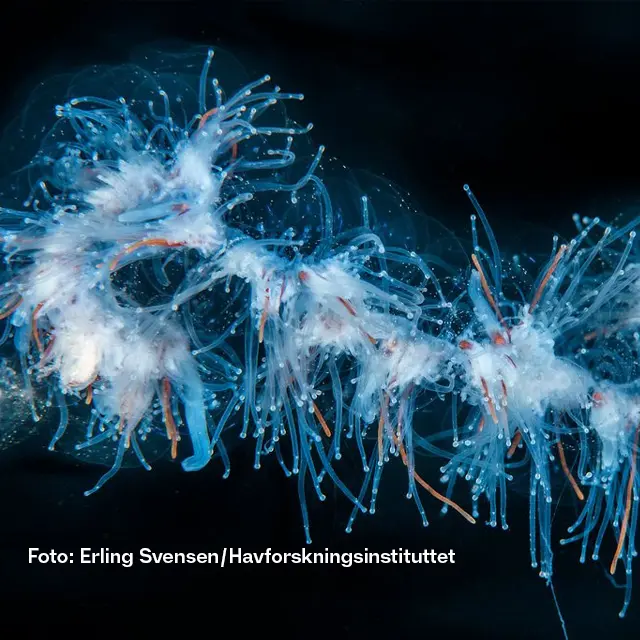 Undervannsbilde av perlesnormanet.