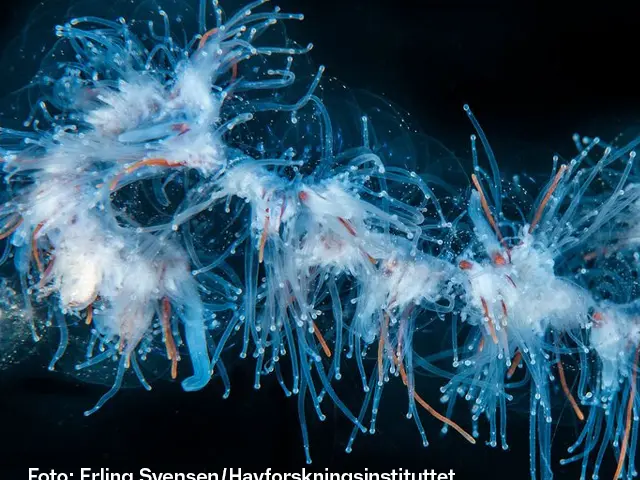 Undervannsbilde av perlesnormanet.