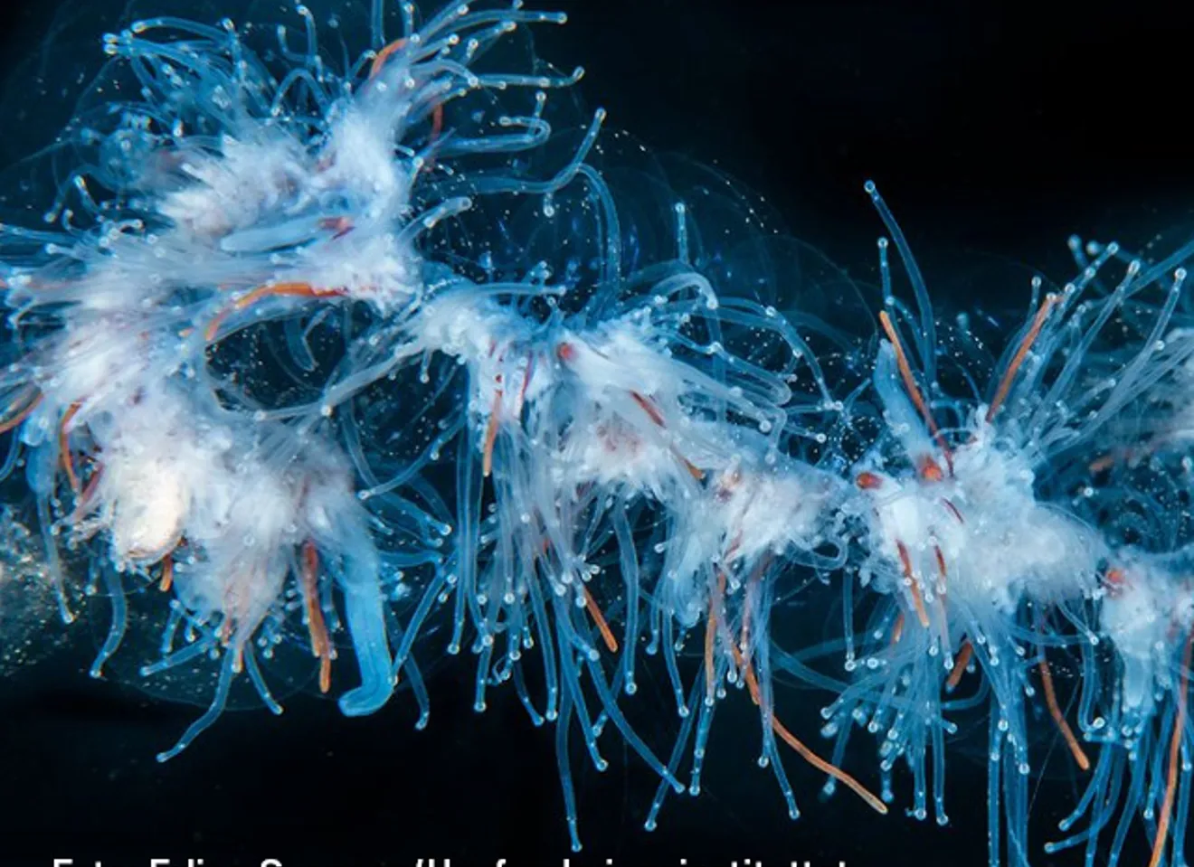 Undervannsbilde av perlesnormanet.