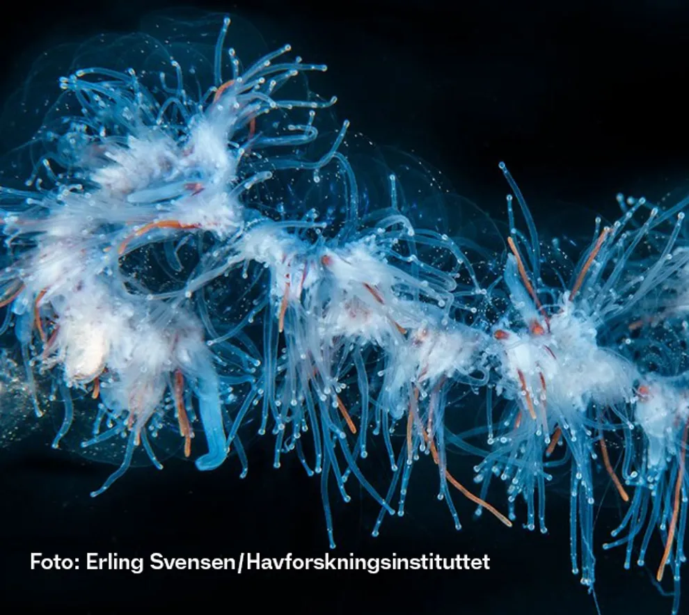 Undervannsbilde av perlesnormanet.