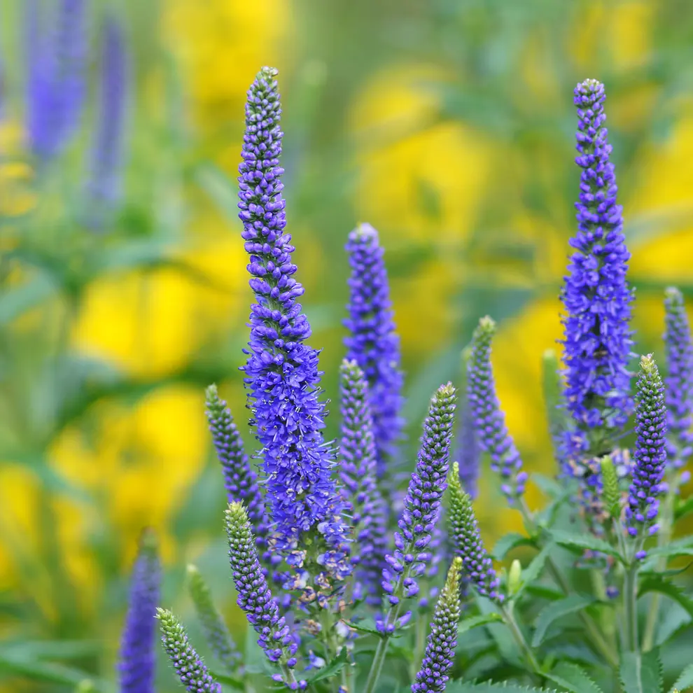 Aksveronika blomster i grønt område, eksempel på urbant biomangfold