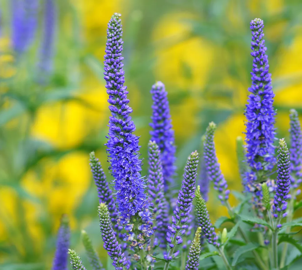 Aksveronika blomster i grønt område, eksempel på urbant biomangfold