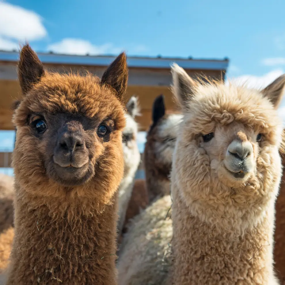 To alpakkaer på gård i sollys klare for alpakkavandring
