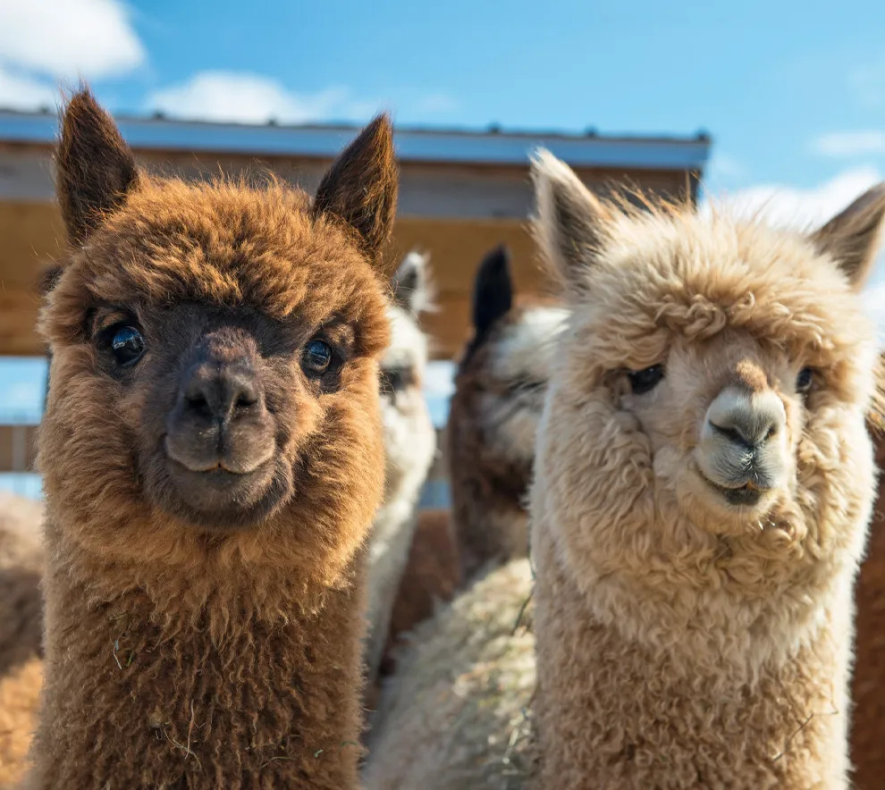 To alpakkaer på gård i sollys klare for alpakkavandring