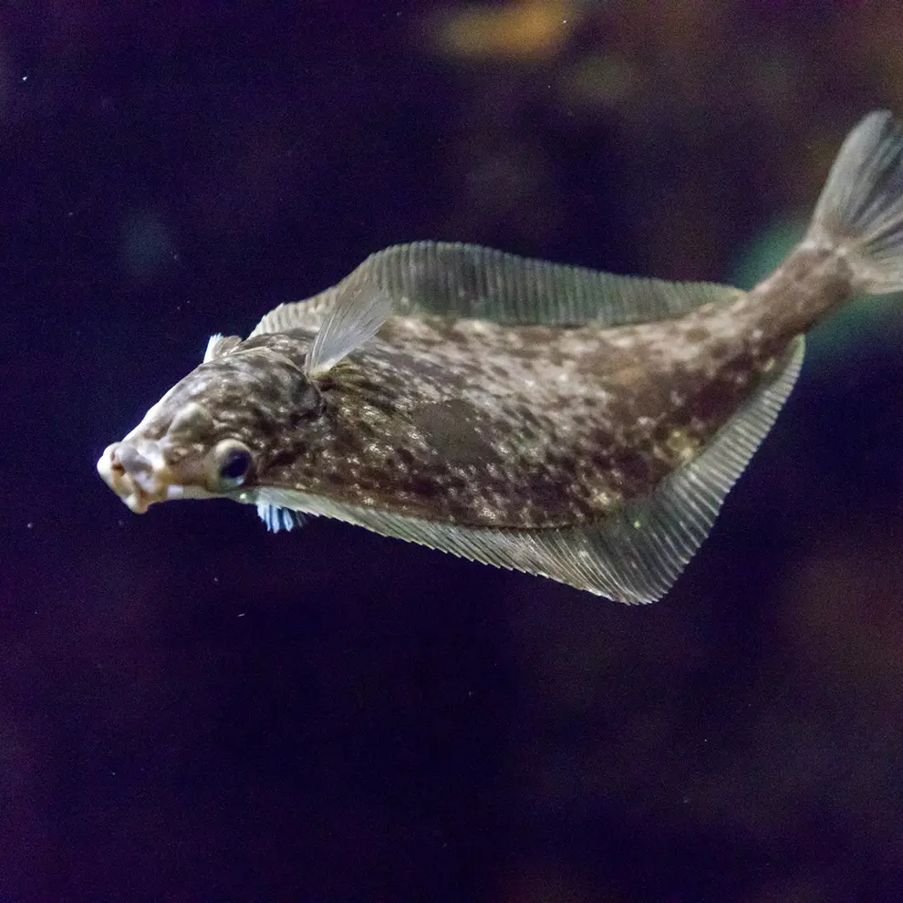 Kveite svømmer under vann i akvarium med fokus på fiskehelse og oppdrett.