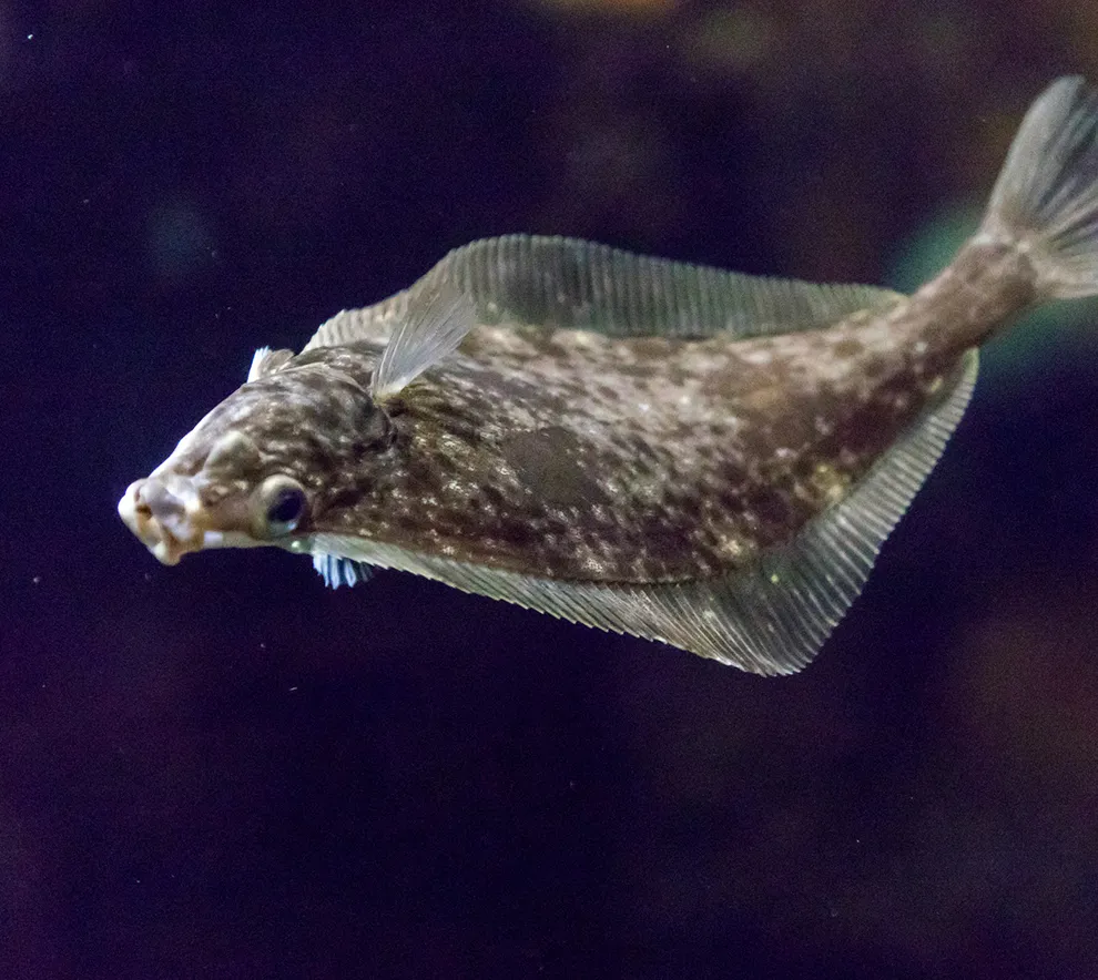 Kveite svømmer under vann i akvarium med fokus på fiskehelse og oppdrett.