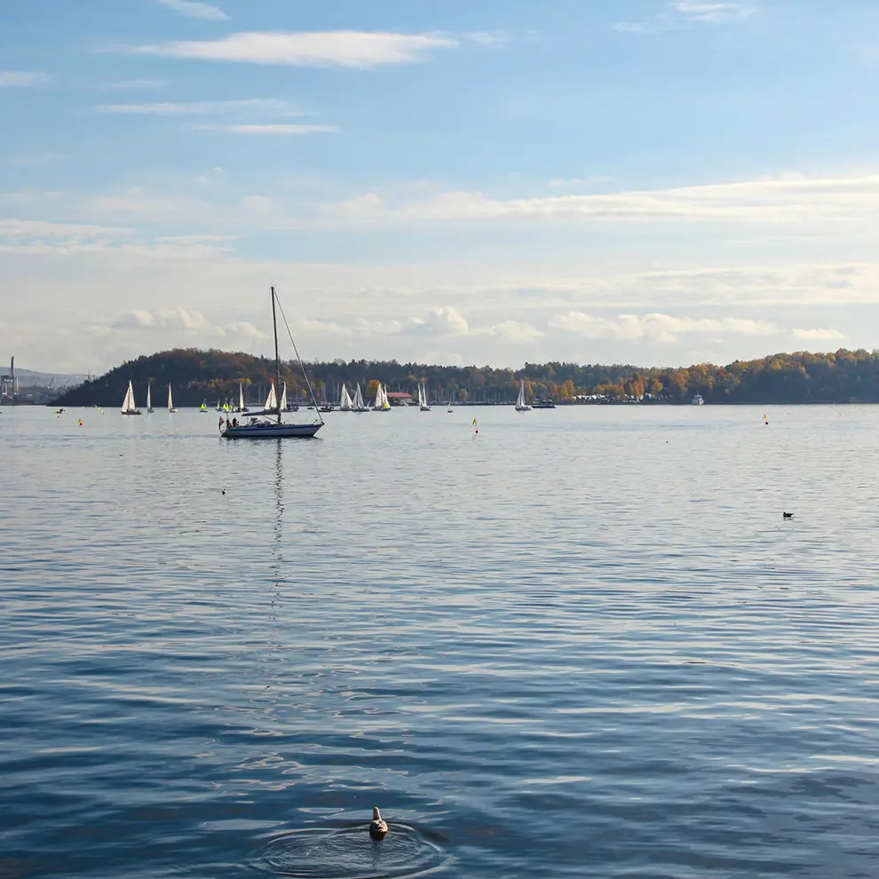 Flere seilbåter på vannet i Oslofjorden en solfylt dag. I bakgrunnen ses Oslo havn og skogkledde øyer under en blå himmel med lette skyer. Bildet viser maritim aktivitet og kystlandskap i Oslo.