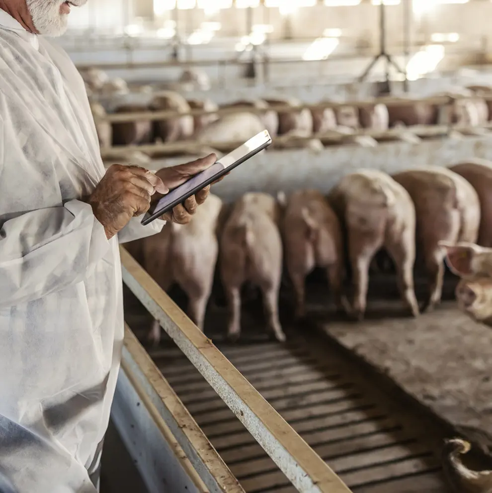Forsker bruker nettbrett til dataanalyse i moderne svinefjøs med griser i bakgrunnen.