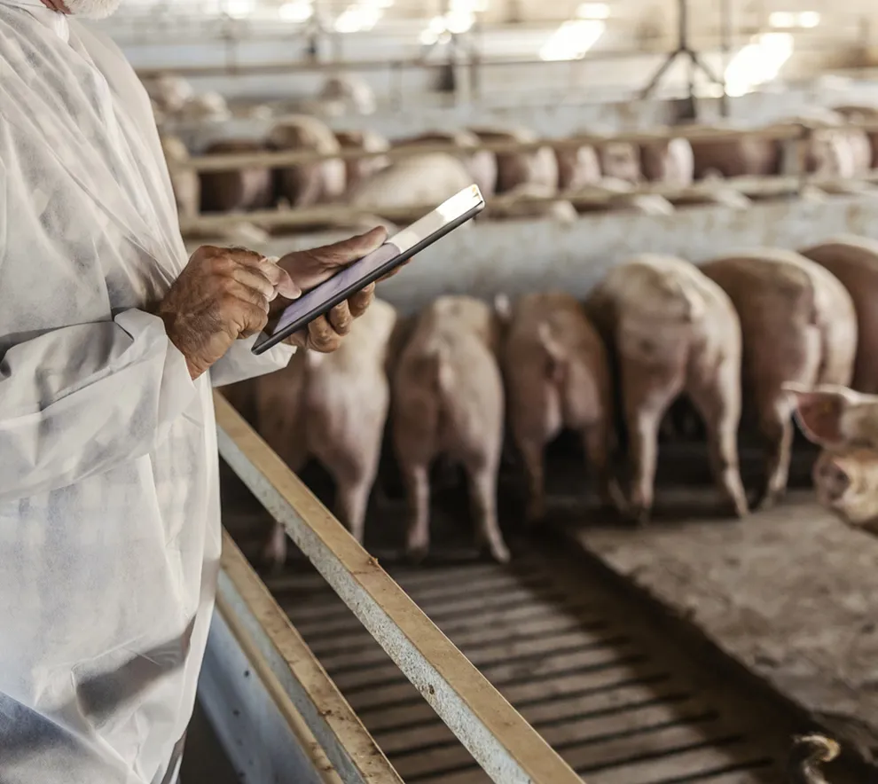 Forsker bruker nettbrett til dataanalyse i moderne svinefjøs med griser i bakgrunnen.