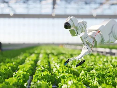 En robot inspiserer planter i et drivhus.