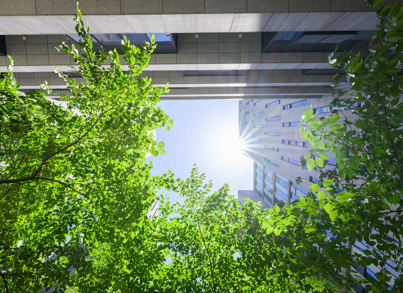 Høye bygninger sett fra froskeperspektiv, blå himmel og trær i forgrunnen.