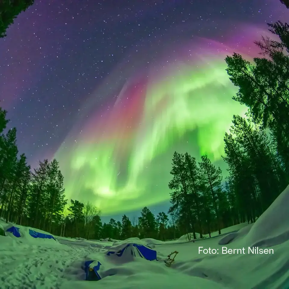 Nordlys over snødekt skog i Kirkenes med klar stjernehimmel