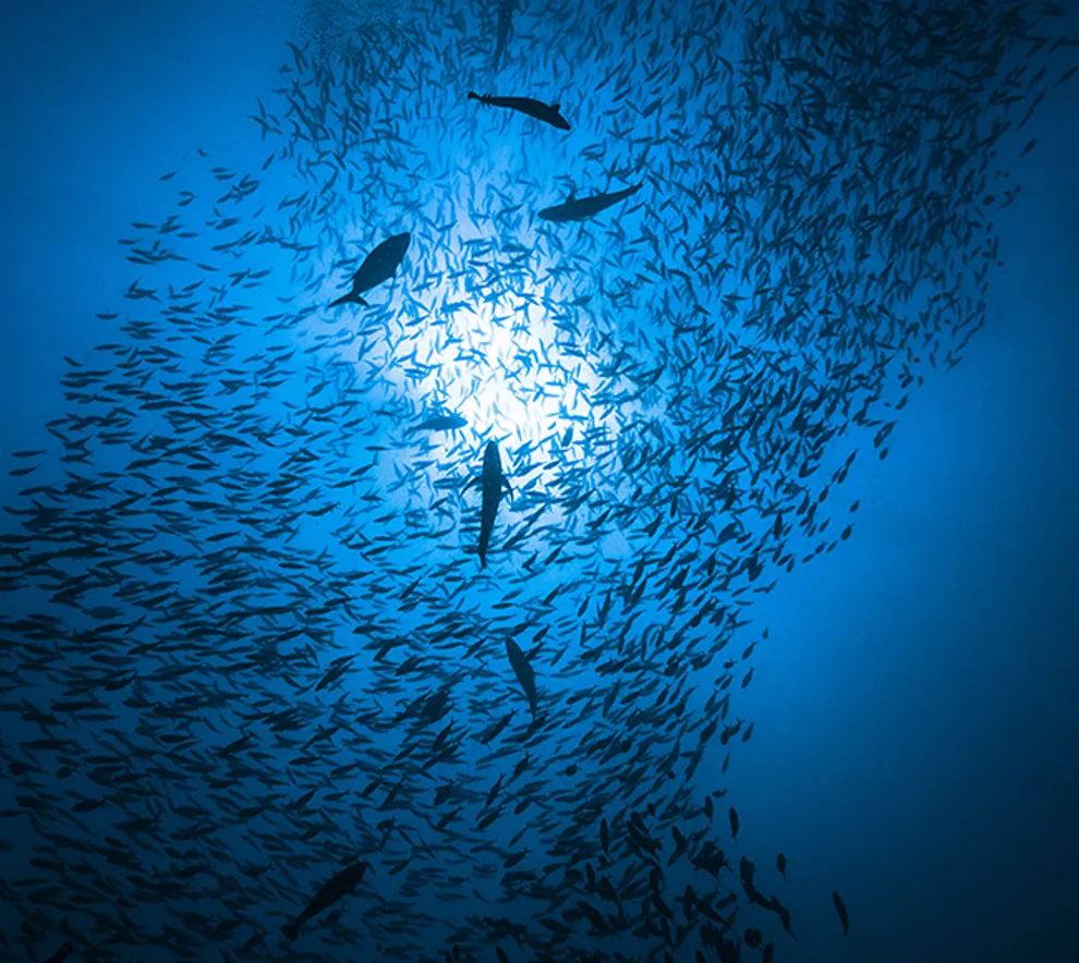 En stim med fisk svømmer under vann, med lyset fra overflaten i bakgrunnen.