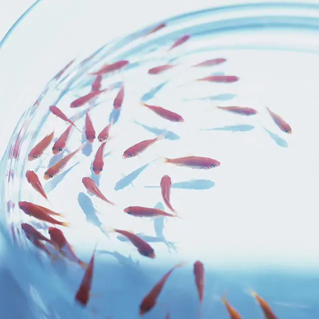 Små fisk i en labratoriekolbe