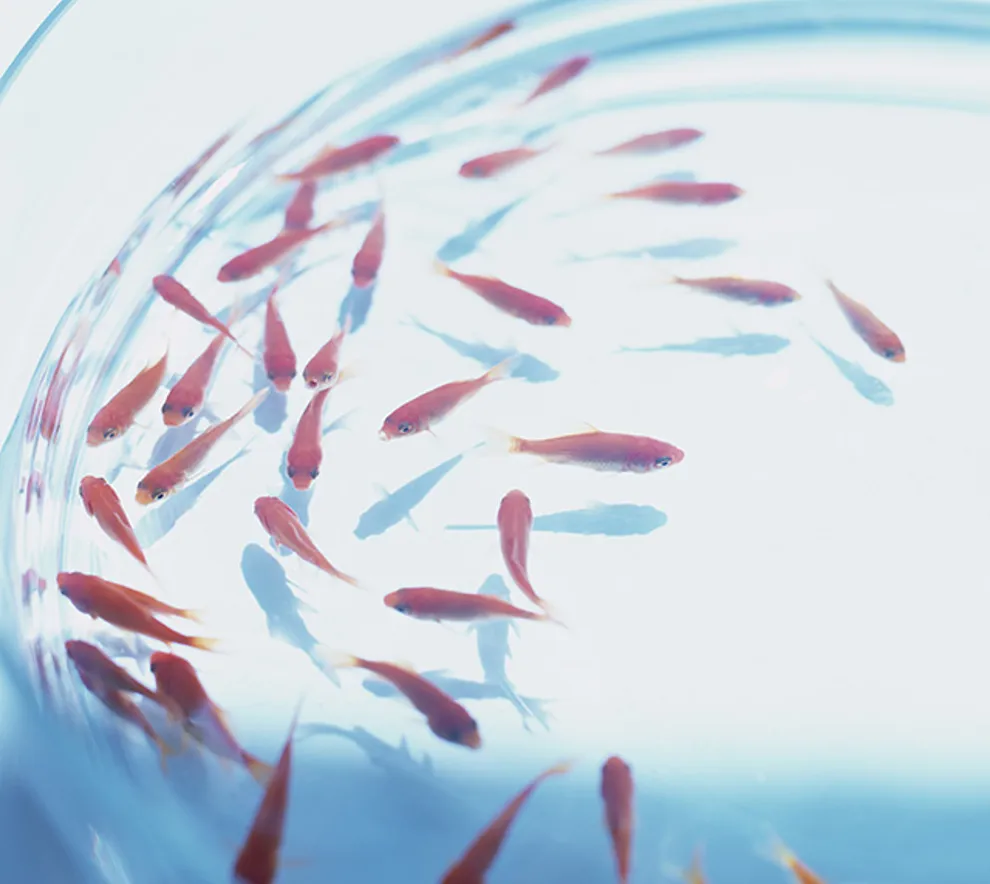 Små fisk i en labratoriekolbe