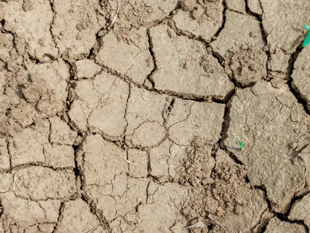 Bilde av en sprukket jord, med små spirer som vokser opp. 