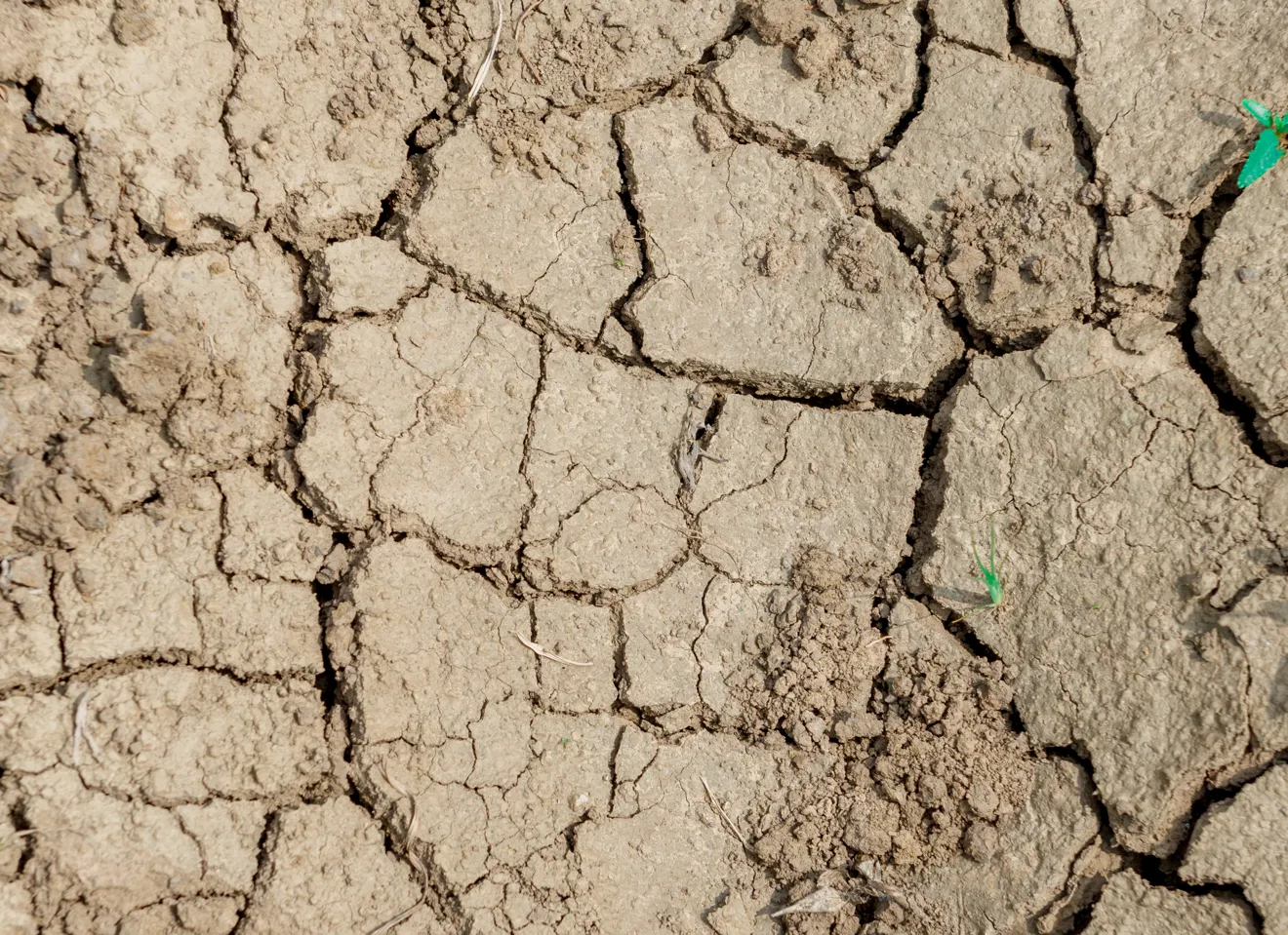 Bilde av en sprukket jord, med små spirer som vokser opp. 