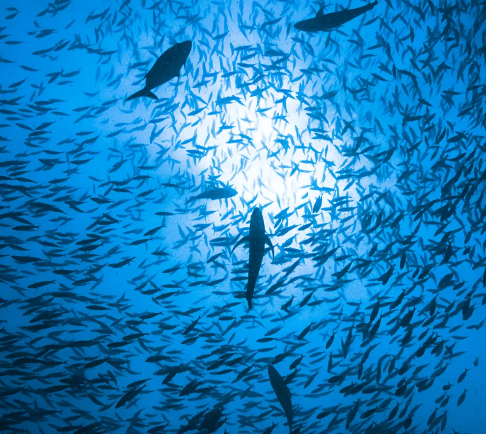 Bilde av fisker som svømmer i en strøm i havet 