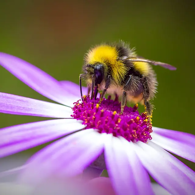 Humle pollinerer lilla blomst i nærbilde – viktig pollinator i norsk natur.