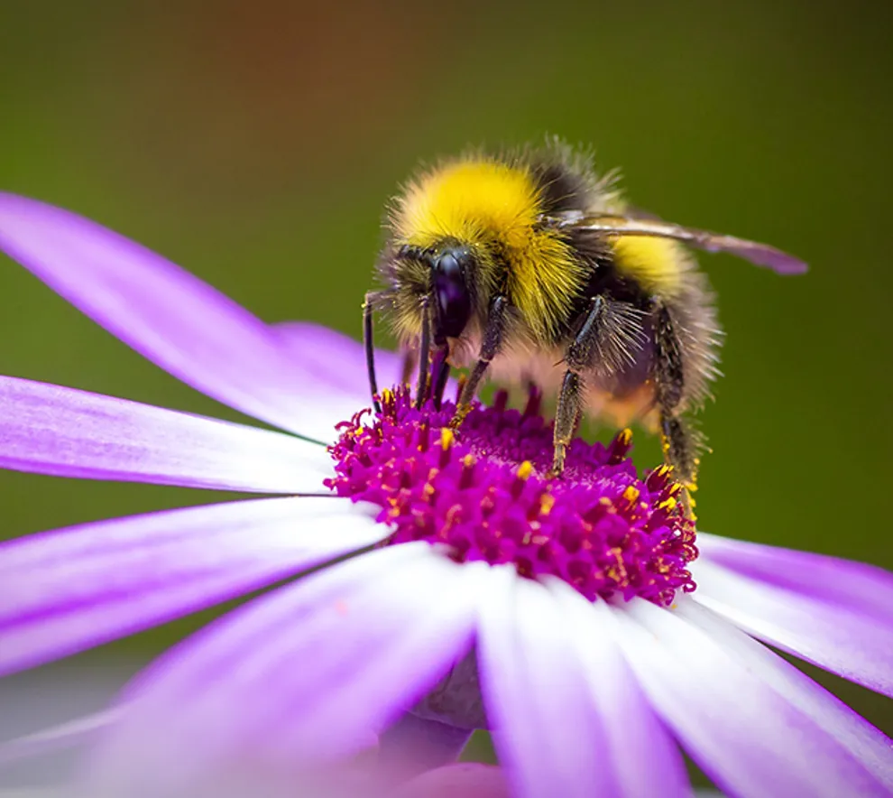 Humle pollinerer lilla blomst i nærbilde – viktig pollinator i norsk natur.